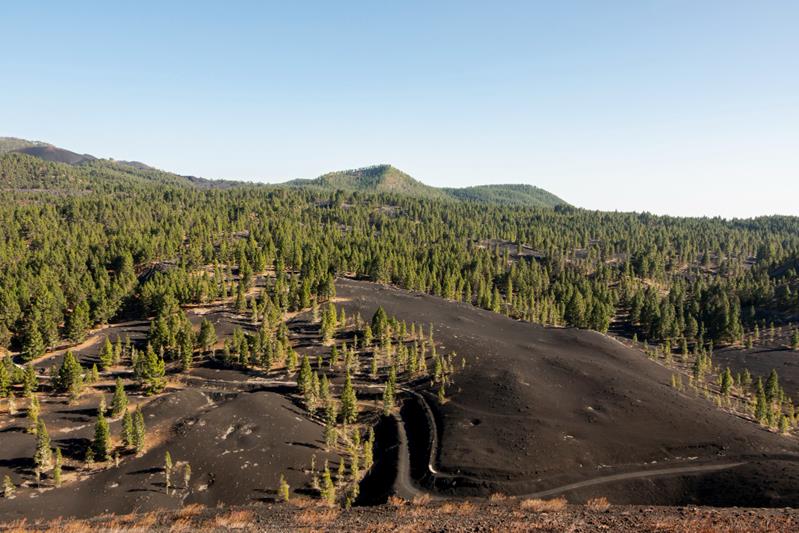 spreaded forest growing on volcanic soil