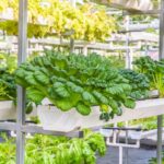organic vegetable in greenhouse