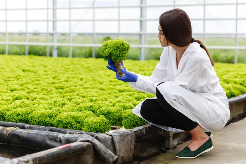 Woman in laboratory robe examines carefully plants in the greenhouse