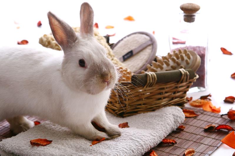 rabbit with spa products