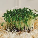 heap of beet micro greens on table