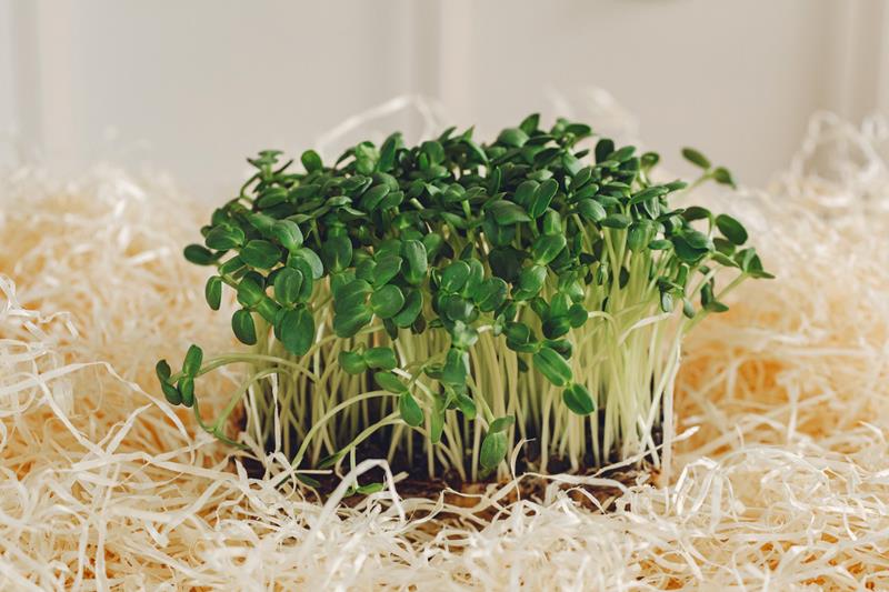 heap of beet micro greens on table