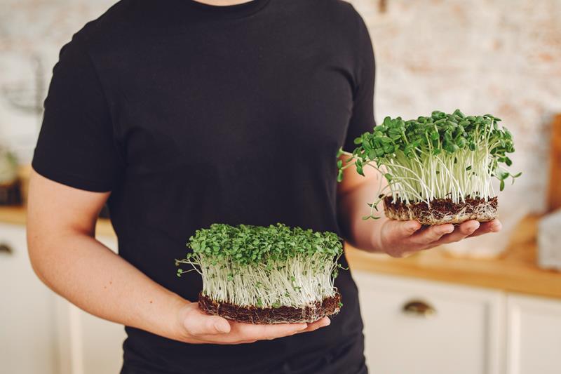 heap of beet micro greens