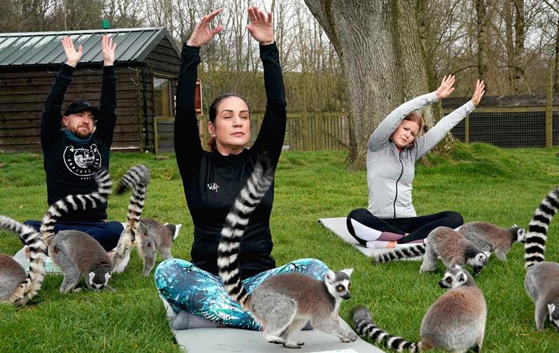 people doing yoga accompanied with animals