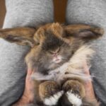 owner holding rabbit