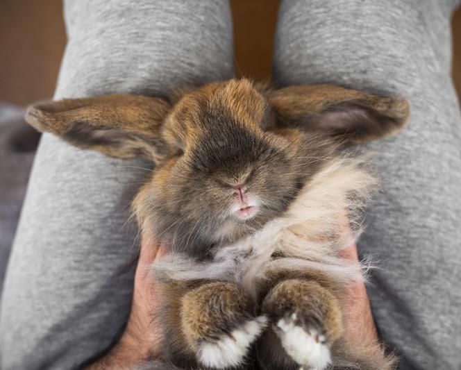 owner holding rabbit