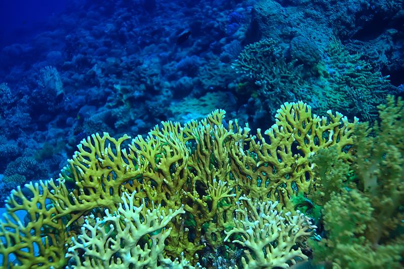 tropical sea underwater background diving ocean