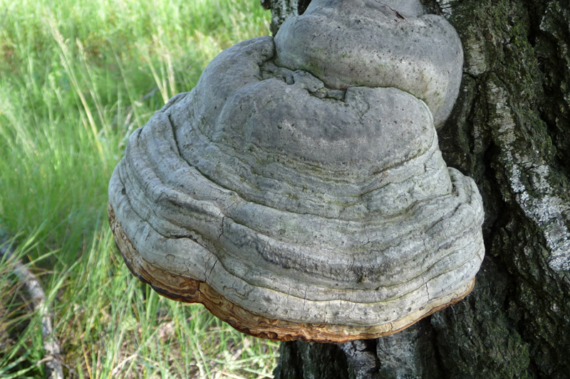 amadou the mushroom on the tree