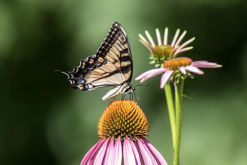 beautiful butterfly sitting on a pink daisy flower