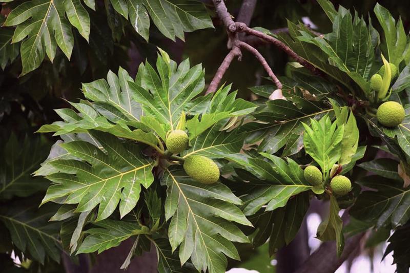 ulu fruit on the tree