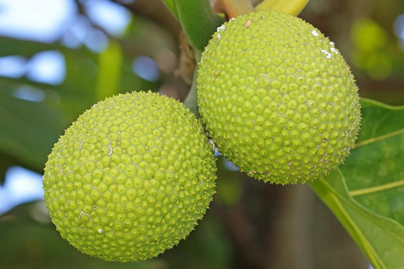 whole ulu fruit picture