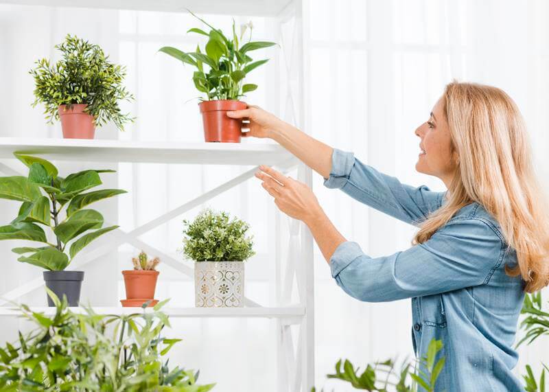 Person decorating a home with plants